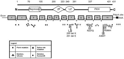 Clinical, Immunological, and Molecular Heterogeneity of 173 Patients With the Phenotype of Immune Dysregulation, Polyendocrinopathy, Enteropathy, X-Linked (IPEX) Syndrome